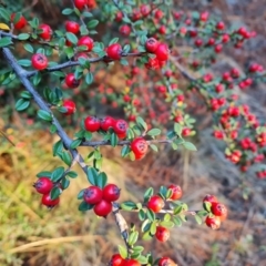 Cotoneaster microphyllus (Cotoneaster) at Isaacs Ridge and Nearby - 24 Jun 2023 by Mike