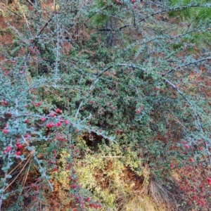 Cotoneaster microphyllus at Jerrabomberra, ACT - 24 Jun 2023