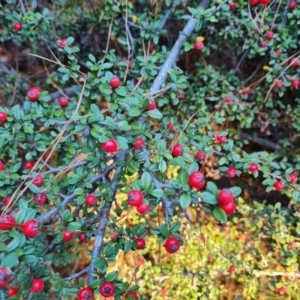 Cotoneaster microphyllus at Jerrabomberra, ACT - 24 Jun 2023