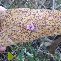 Hovea heterophylla (Common Hovea) at Denman Prospect 2 Estate Deferred Area (Block 12) - 24 Jun 2023 by HughCo