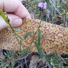 Hovea heterophylla at Molonglo Valley, ACT - 24 Jun 2023
