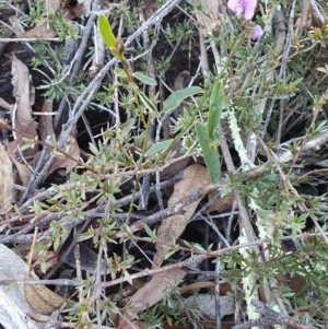 Hovea heterophylla at Molonglo Valley, ACT - 24 Jun 2023 02:51 PM