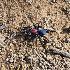 Missulena occatoria (Red-headed Mouse Spider) at Hawker, ACT - 24 Jun 2023 by sangio7