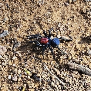 Missulena occatoria at Hawker, ACT - 24 Jun 2023 02:31 PM