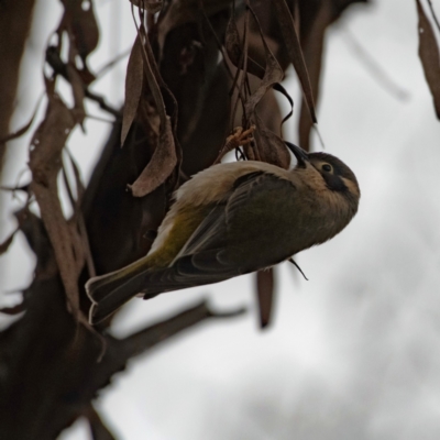 Melithreptus brevirostris (Brown-headed Honeyeater) at Molonglo Valley, ACT - 12 Jun 2023 by Untidy