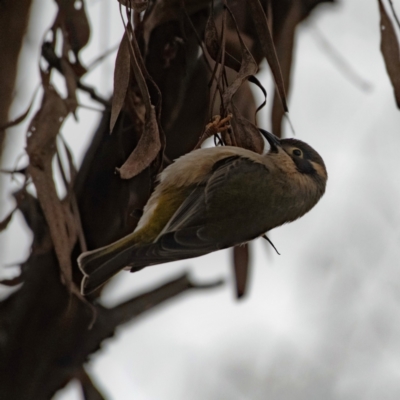 Melithreptus brevirostris (Brown-headed Honeyeater) at Molonglo Valley, ACT - 12 Jun 2023 by Untidy