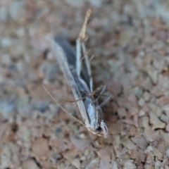 Gelechioidea (superfamily) at Moruya, NSW - 24 Jun 2023 by LisaH