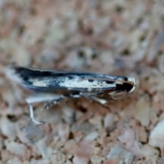 Gelechioidea (superfamily) at Moruya, NSW - 24 Jun 2023 by LisaH