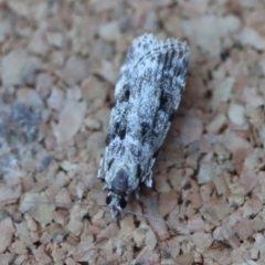 Unidentified Pyralid or Snout Moth (Pyralidae & Crambidae) at Moruya, NSW - 24 Jun 2023 by LisaH