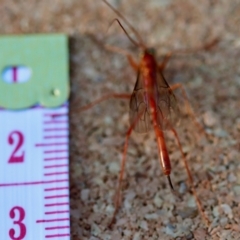 Unidentified Wasp (Hymenoptera, Apocrita) at Moruya, NSW - 24 Jun 2023 by LisaH