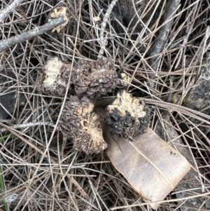 Allocasuarina littoralis at Cambewarra Range Nature Reserve - 22 Jun 2023