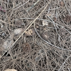 Allocasuarina littoralis at Cambewarra Range Nature Reserve - 22 Jun 2023 12:37 PM