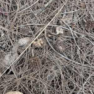 Allocasuarina littoralis at Cambewarra Range Nature Reserve - 22 Jun 2023