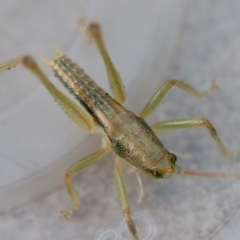 Austrosalomona sp. (genus) (Coastal katydid or Spine-headed katydid) at Moruya, NSW - 24 Jun 2023 by LisaH