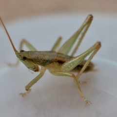 Austrosalomona sp. (genus) at Moruya, NSW - suppressed