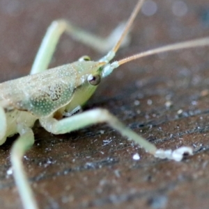 Austrosalomona sp. (genus) at Moruya, NSW - suppressed