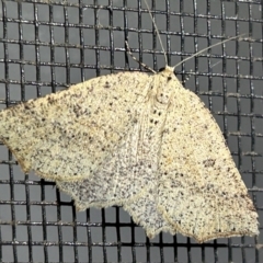 Unidentified Geometer moth (Geometridae) at Moruya, NSW - 24 Jun 2023 by LisaH