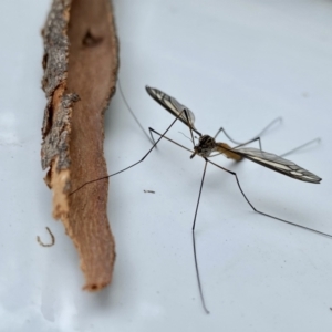 Ptilogyna sp. (genus) at Tallong, NSW - 26 Mar 2022 03:41 PM