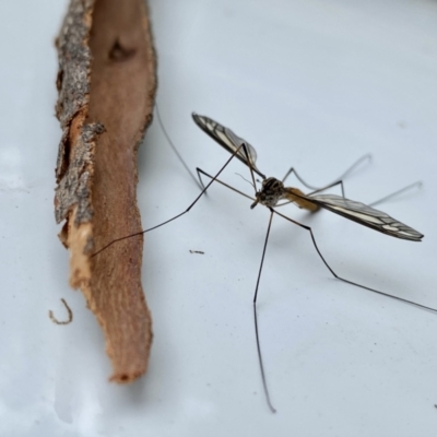 Ptilogyna sp. (genus) (A crane fly) at Tallong, NSW - 26 Mar 2022 by GlossyGal