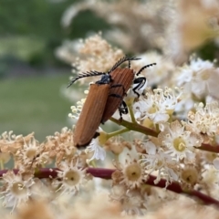 Porrostoma rhipidium (Long-nosed Lycid (Net-winged) beetle) at Penrose - 19 Nov 2021 by GlossyGal