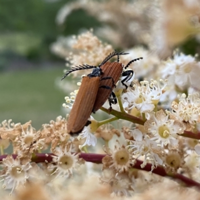 Porrostoma rhipidium (Long-nosed Lycid (Net-winged) beetle) at Penrose, NSW - 19 Nov 2021 by GlossyGal