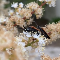 Porrostoma rhipidium at Penrose, NSW - 19 Nov 2021