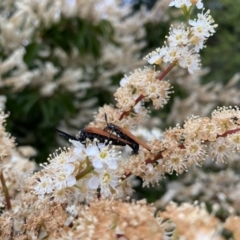 Porrostoma rhipidium at Penrose, NSW - 19 Nov 2021