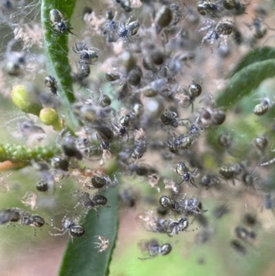 Unidentified Other web-building spider at Burradoo, NSW - 24 Mar 2022 by GlossyGal