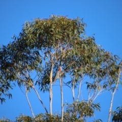 Callocephalon fimbriatum (Gang-gang Cockatoo) at Broulee Moruya Nature Observation Area - 23 Jun 2023 by LisaH
