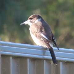 Cracticus torquatus (Grey Butcherbird) at Kambah, ACT - 20 Jun 2023 by MatthewFrawley