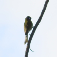 Nesoptilotis leucotis (White-eared Honeyeater) at Denman Prospect 2 Estate Deferred Area (Block 12) - 24 Jun 2023 by MatthewFrawley