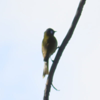 Nesoptilotis leucotis (White-eared Honeyeater) at Denman Prospect 2 Estate Deferred Area (Block 12) - 24 Jun 2023 by MatthewFrawley