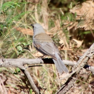 Colluricincla harmonica at Moruya, NSW - suppressed