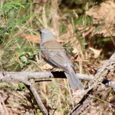 Colluricincla harmonica (Grey Shrikethrush) at Broulee Moruya Nature Observation Area - 24 Jun 2023 by LisaH