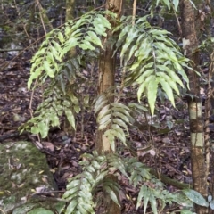 Arthropteris tenella (Climbing Fern) at Copeland, NSW - 17 Jun 2023 by blackdiamondimages