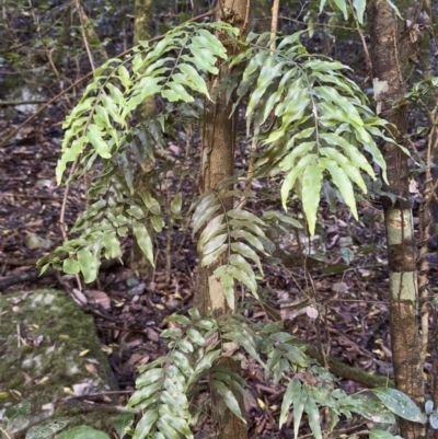 Arthropteris tenella (Climbing Fern) at Copeland, NSW - 17 Jun 2023 by blackdiamondimages