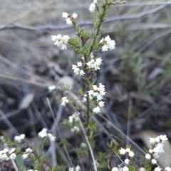 Cryptandra amara (Bitter Cryptandra) at Piney Ridge - 24 Jun 2023 by MatthewFrawley