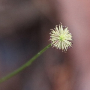 Lagenophora sublyrata at Moruya, NSW - suppressed