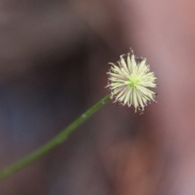 Lagenophora sublyrata (Slender Bottle-daisy) at Moruya, NSW - 24 Jun 2023 by LisaH