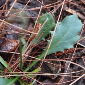 Lagenophora sublyrata at Moruya, NSW - suppressed