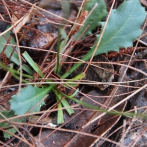 Lagenophora sublyrata at Moruya, NSW - 24 Jun 2023