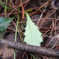 Lagenophora sublyrata at Moruya, NSW - suppressed