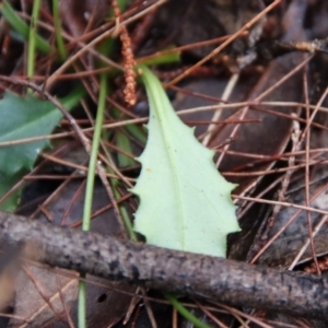 Lagenophora sublyrata at Moruya, NSW - suppressed