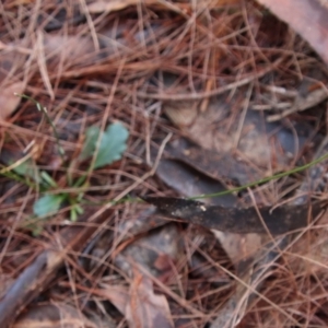 Lagenophora sublyrata at Moruya, NSW - suppressed