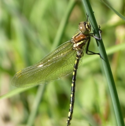 Synthemis eustalacta (Swamp Tigertail) at Theodore, ACT - 18 Dec 2022 by RomanSoroka