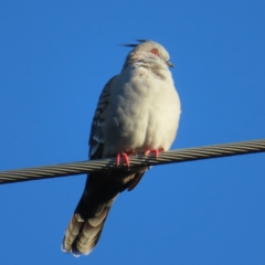 Ocyphaps lophotes (Crested Pigeon) at Kambah, ACT - 24 Jun 2023 by MatthewFrawley