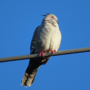 Ocyphaps lophotes at Kambah, ACT - 24 Jun 2023