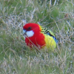 Platycercus eximius at Kambah, ACT - 24 Jun 2023