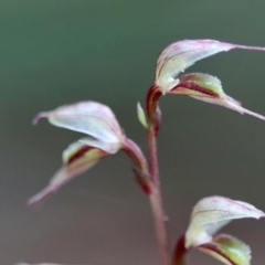 Acianthus fornicatus (Pixie-caps) at Moruya, NSW - 24 Jun 2023 by LisaH