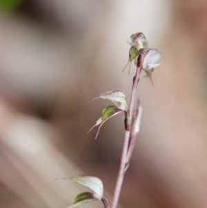 Acianthus fornicatus at Moruya, NSW - suppressed